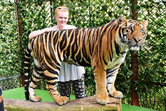 Tiger Kingdom Phuket Kaplan Parkı